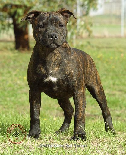 Staffordshire Bull Terrier 9F026D-25.JPG